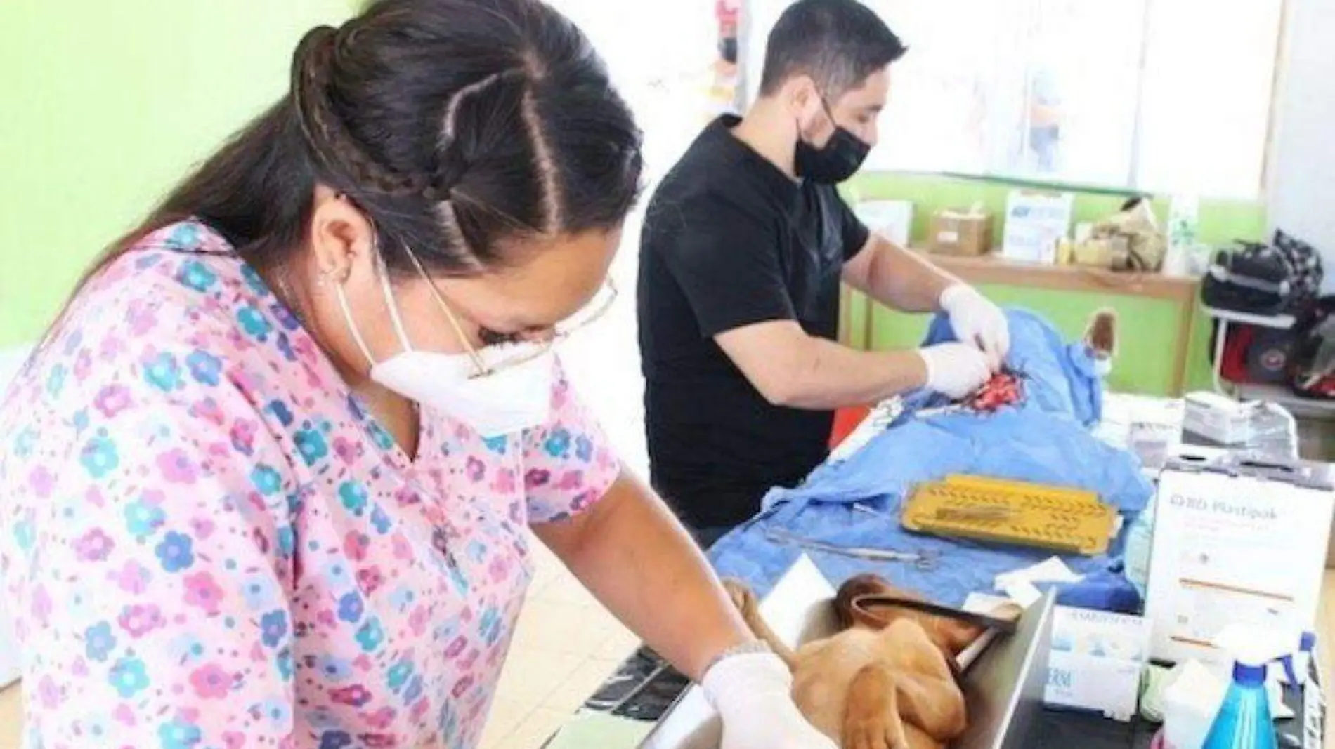 Superan 11 mil esterilizaciones caninas y felinas realizadas durante 2023